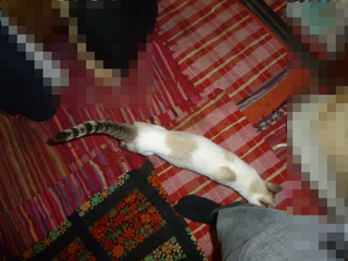 P1100340 henn.jpg