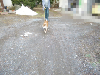 P1110200 henn.jpg